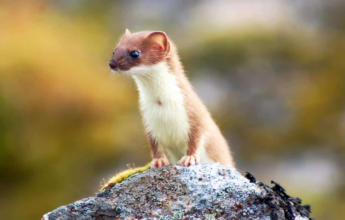 A weasel takes down the Large Hadron Collider